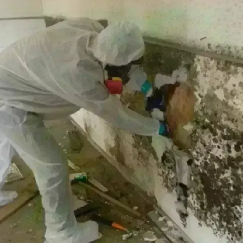 Mold Remediation and Removal in Lakewood, NJ